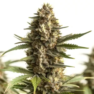 Scott OG – Blimburn Seeds