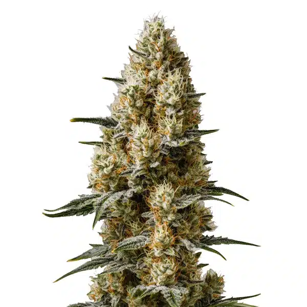 Sherbet Auto – Blimburn Seeds