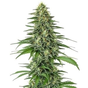Shiskaberry – Blimburn Seeds