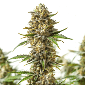 Shiskaberry Autoflower – Blimburn Seeds
