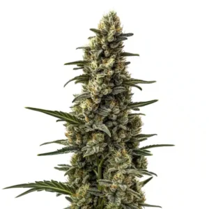 Skunk Mazar – Blimburn Seeds