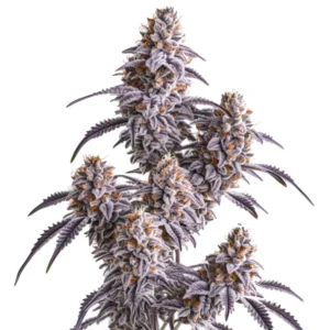 Slurricane – Blimburn Seeds
