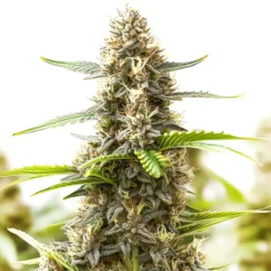 Somango Regular – Blimburn Seeds