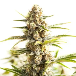 Sour Diesel Kush Regular – Blimburn Seeds