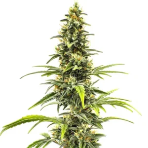 Sour Tsunami – Blimburn Seeds