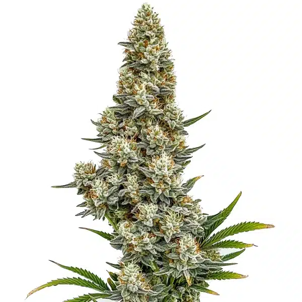 Stardawg Auto – Blimburn Seeds