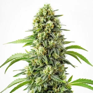 Steve’s Dream Queen – Blimburn Seeds