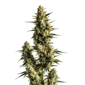 Strawberry Banana Autoflower – Blimburn Seeds