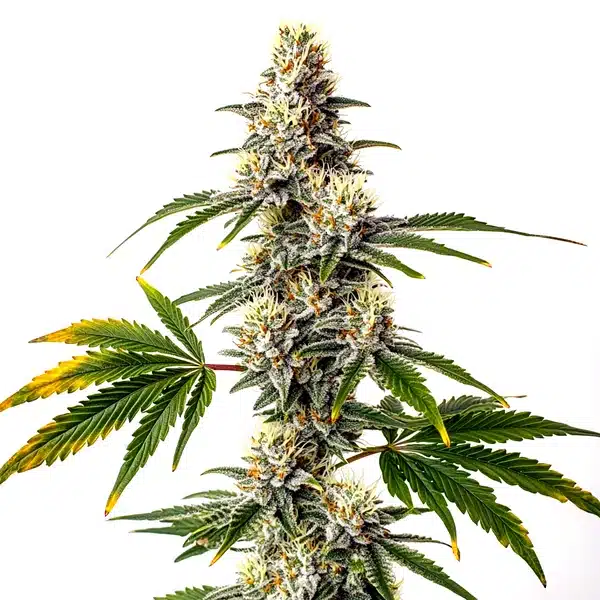 Strawberry Diesel – Blimburn Seeds