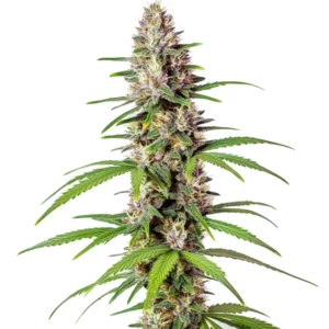 Sugar Haze Fast Version – Blimburn Seeds