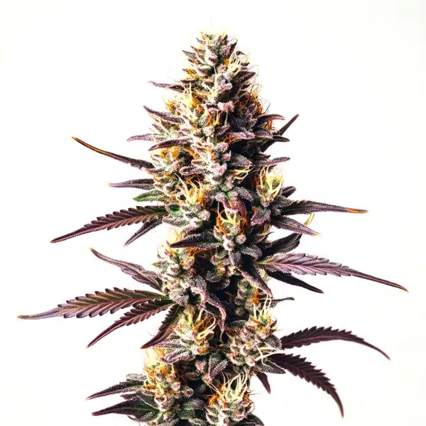 Sunset Sherbet – Blimburn Seeds