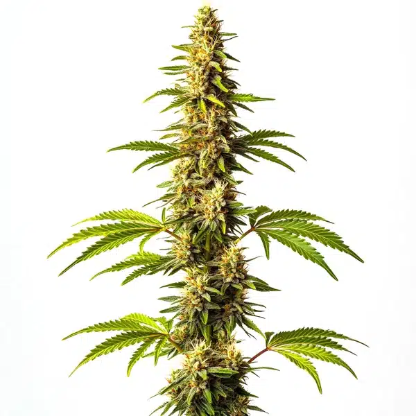 Super Critical – Blimburn Seeds