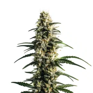 Thai Fantasy – Blimburn Seeds