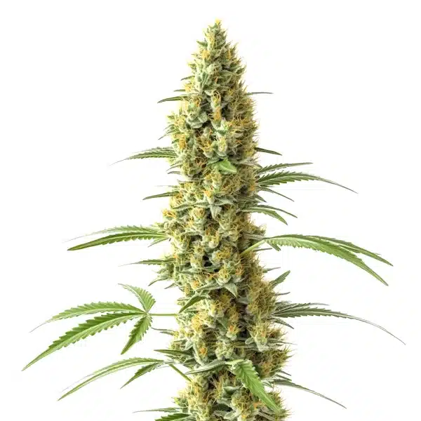 Tijuana – Blimburn Seeds