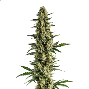 Triple XL Auto – Blimburn Seeds