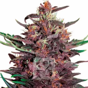 Tropicana Cherry Cannabis Extraction – Blimburn Seeds