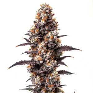 Ultra Violet OG – Blimburn Seeds