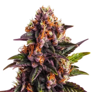Wedding Cake x Forbidden Fruit – Blimburn Seeds