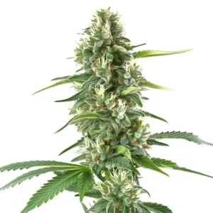 White Amnesia – Blimburn Seeds