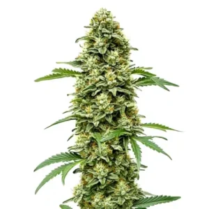 White Russian Fast Version – Blimburn Seeds