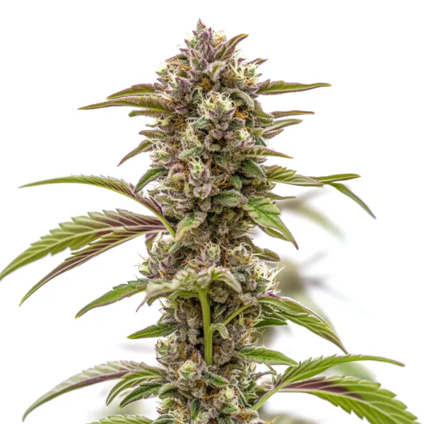Wonka’s Revenge – Blimburn Seeds