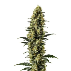 Z OG Auto – Blimburn Seeds