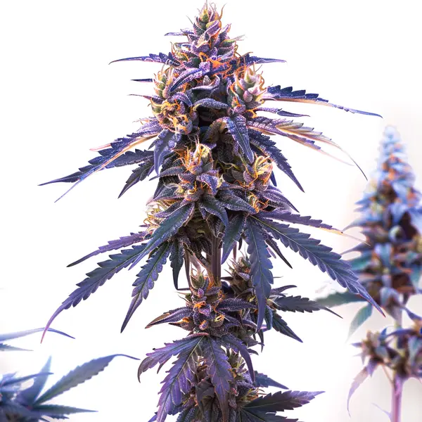 Z OG Fast Version – Blimburn Seeds