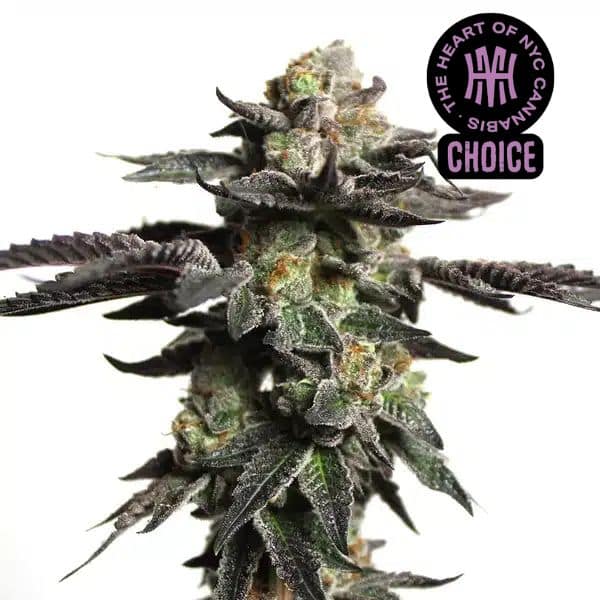 Zombie Death Fuck HMC Edition – Blimburn Seeds