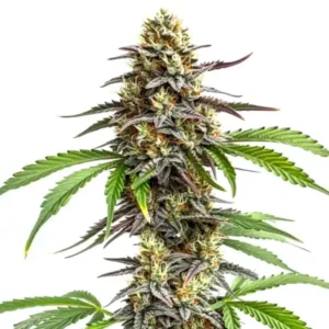 Zookies – Blimburn Seeds
