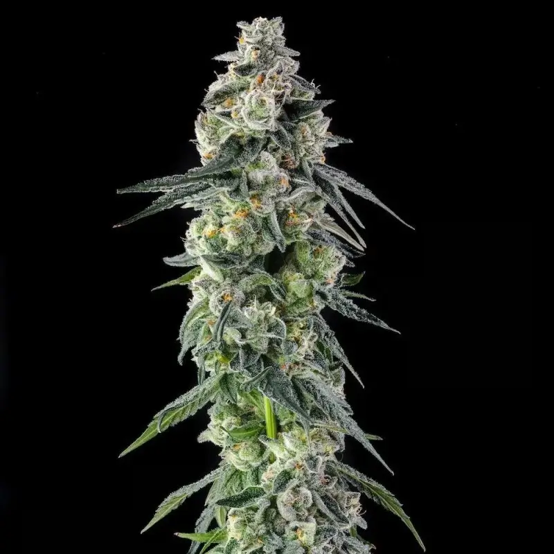 Afters Feminized – Alchimia Grow Shop
