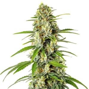 AK Auto CBD (1:1) – Blimburn Seeds