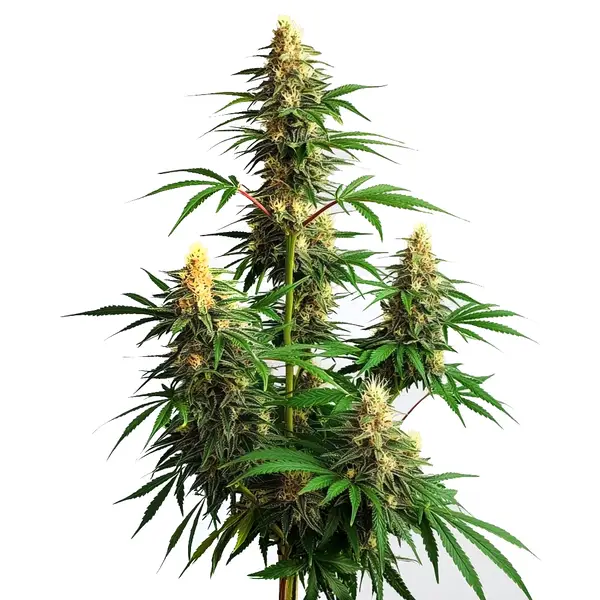 Amnesia Haze Auto – Blimburn Seeds