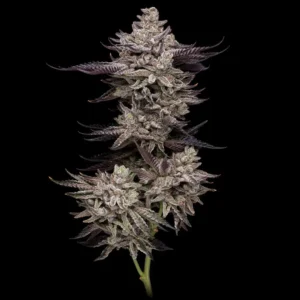 Animorph Mints Feminized – Alchimia Grow Shop