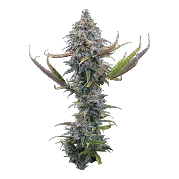 Apollo Feminized – Alchimia Grow Shop