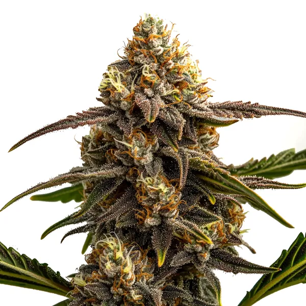Apple Fritter Autoflower – Blimburn Seeds