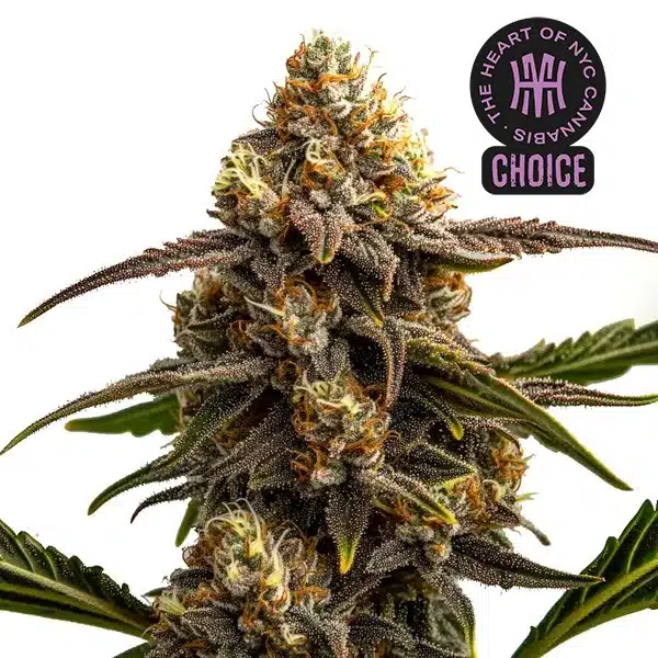 Apple Fritter Autoflower HMC Edition – Blimburn Seeds