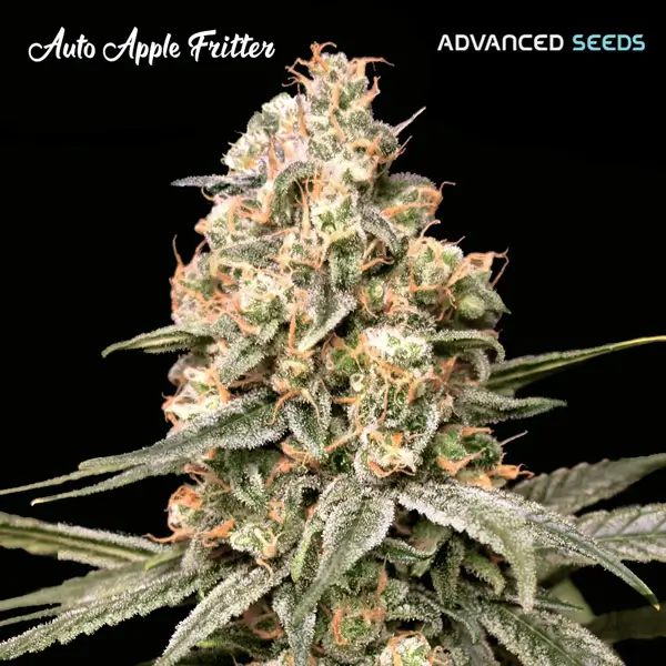 Auto Apple Fritter Autoflower – Alchimia Grow Shop