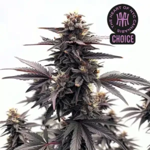 Black Runtz HMC Edition – Blimburn Seeds