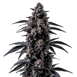 Black Sugar – Blimburn Seeds