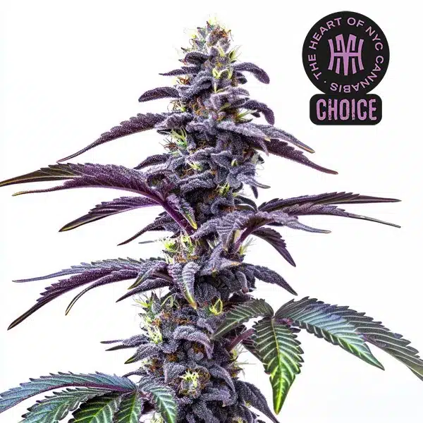 Blackberry Moonstones Auto HMC Edition – Blimburn Seeds