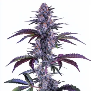 Blueberry Autoflower – Blimburn Seeds