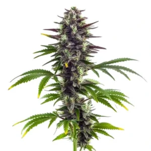 Bubba Platinum – Blimburn Seeds