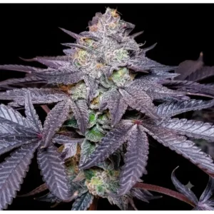 Bubble Marker Triploid Feminized – Alchimia Grow Shop