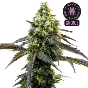 Cafe Racer HMC Edition – Blimburn Seeds