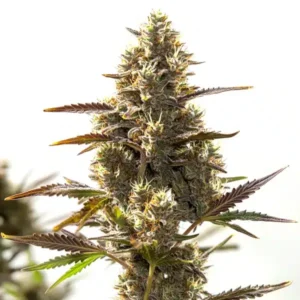 Cbd Auto (1:30) – Blimburn Seeds