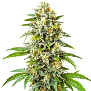 Cbd Cookies Auto (1:1) – Blimburn Seeds