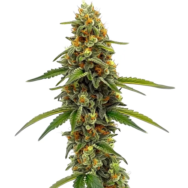 CBD Collection – Blimburn Seeds