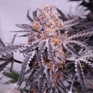 Cherry Cookie F2B – Alchimia Grow Shop