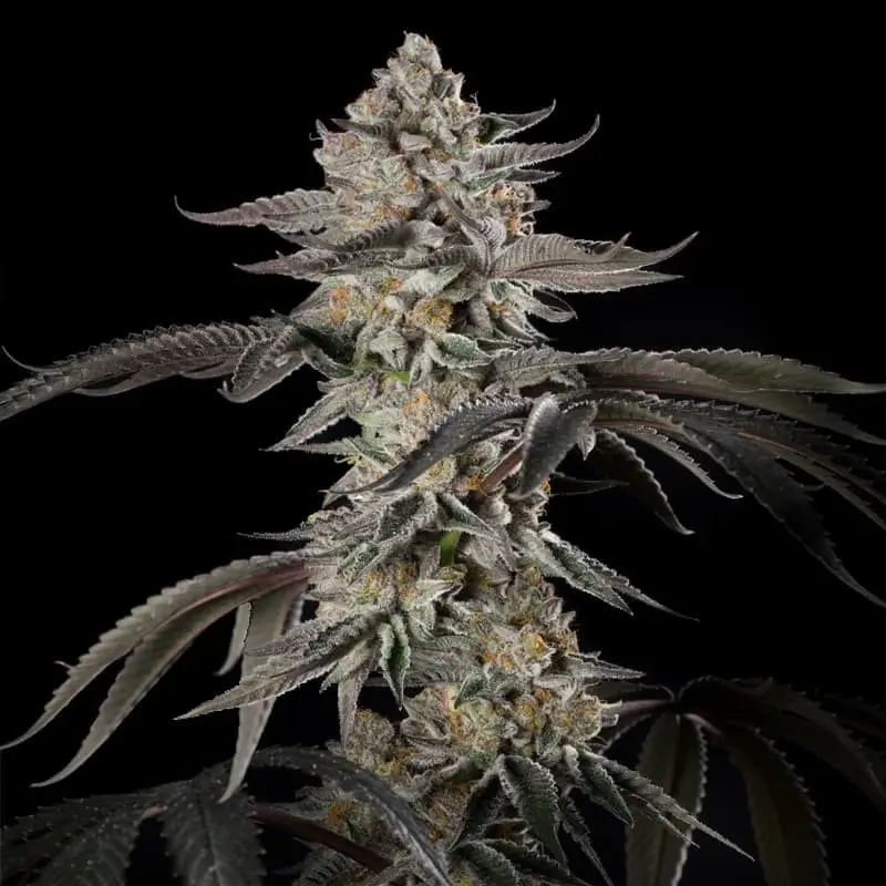 Cherry Essence Feminized – Alchimia Grow Shop