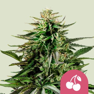 Cherry Pie – Royal Queen Seeds